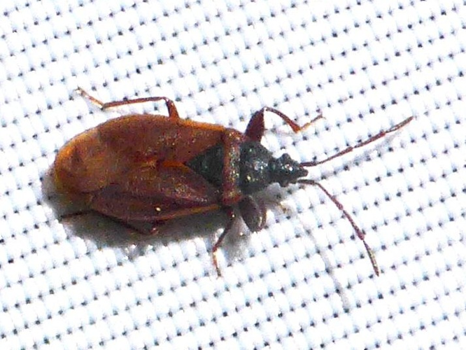 Gastrodes grossipes &copy; LETHEVE Xavier