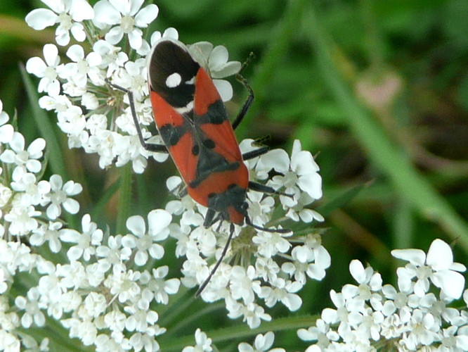 Lygaeus equestris &copy; MAILLIER Sébastien