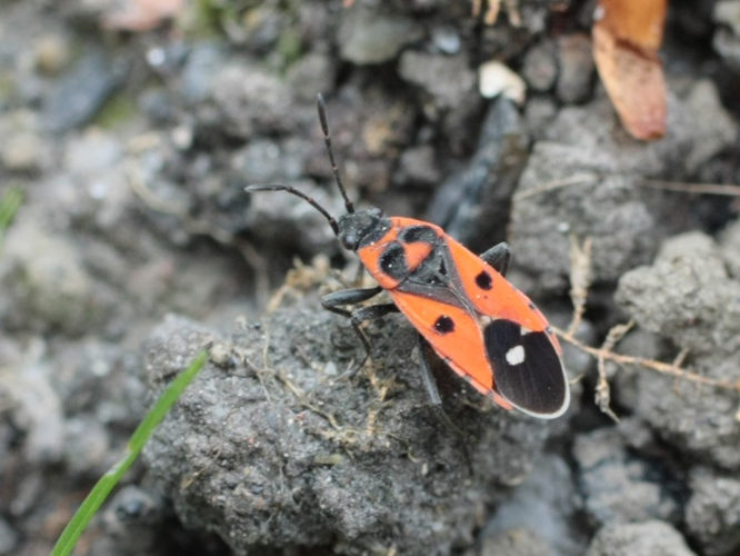 Melanocoryphus albomaculatus &copy; TOP Damien