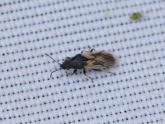 Metopoplax ditomoides &copy; BARBIER Simon