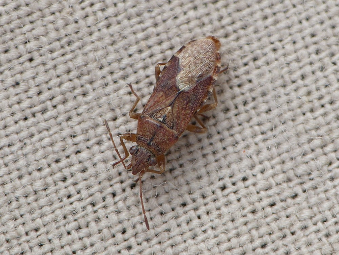 Orsillus depressus © BARBIER Simon