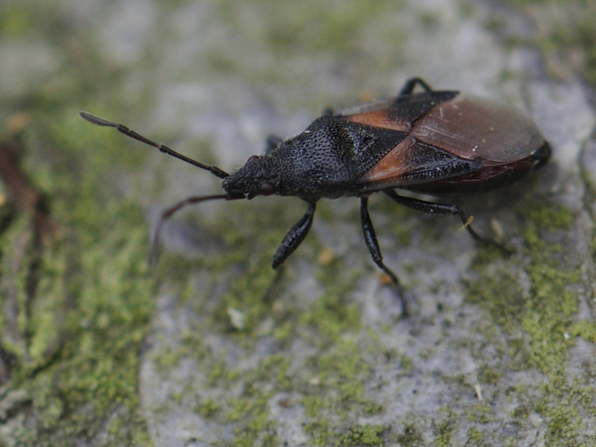 Oxycarenus lavaterae &copy; HERCENT Jean-Luc