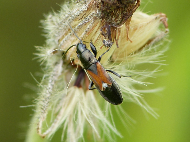 Pterotmetus staphyliniformis &copy; BARBIER Simon
