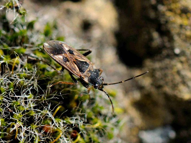 Rhyparochromus vulgaris &copy; MATHOT William