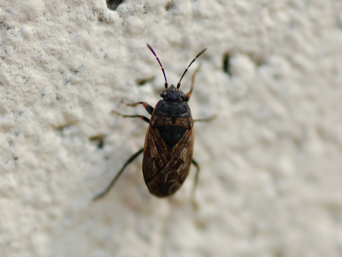 Trapezonotus arenarius &copy; VANSTEENE Nicolas