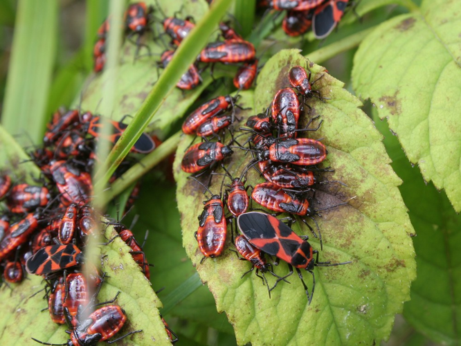 Tropidothorax leucopterus &copy; TOP Damien