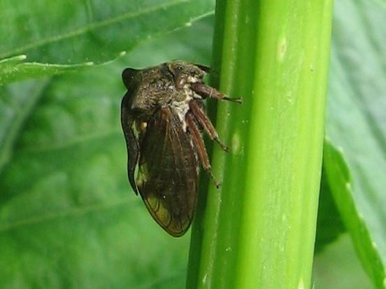 Centrotus cornutus &copy; LETHEVE Xavier