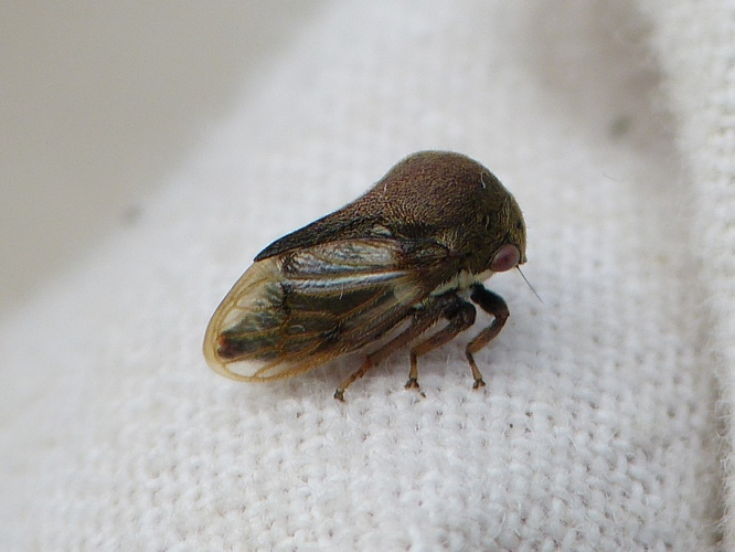 Gargara genistae &copy; BARBIER Simon