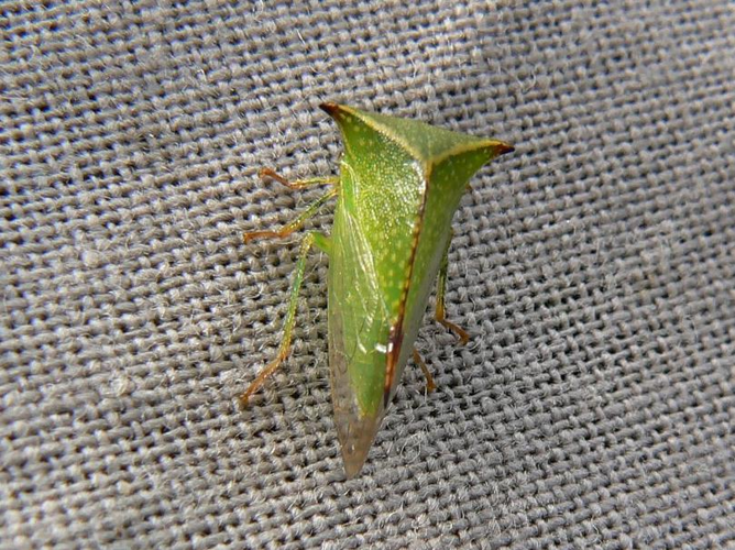 Stictocephala bisonia &copy; DEROZIER Carole