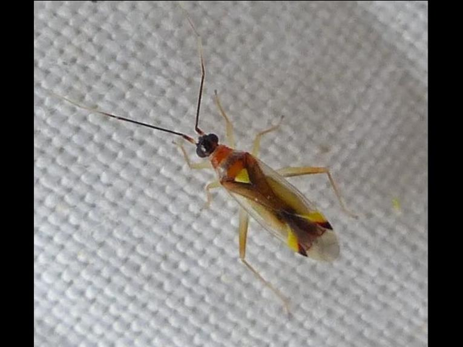 Campyloneura virgula &copy; DEROZIER Carole