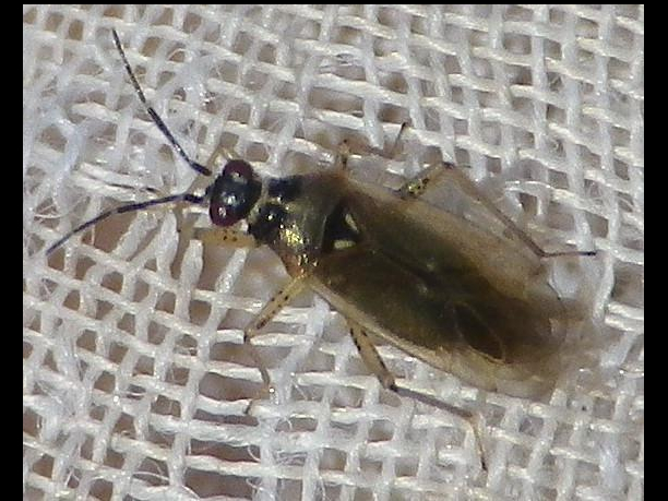 Dicyphus globulifer &copy; HALLART Guénael