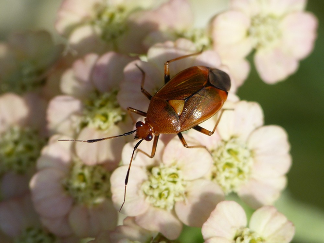 Deraeocoris ruber &copy; BARBIER Simon