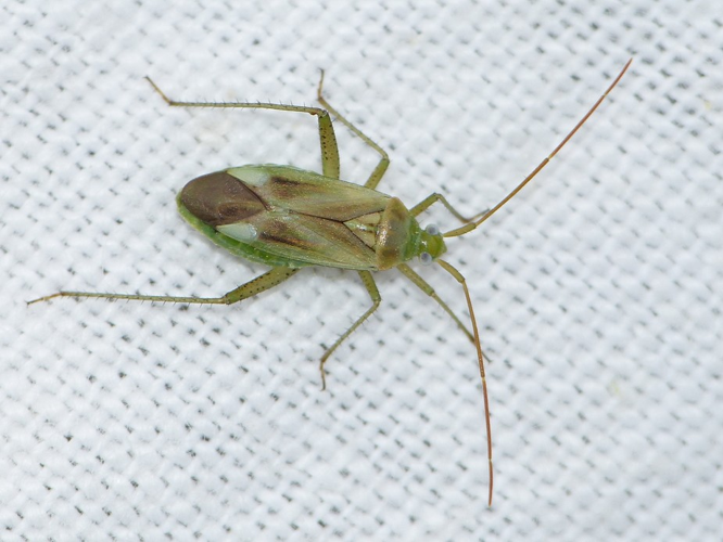 Adelphocoris lineolatus &copy; BARBIER Simon