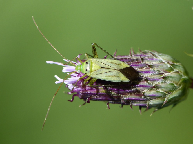 Adelphocoris quadripunctatus &copy; BARBIER Simon