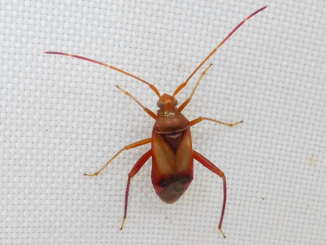 Adelphocoris ticinensis &copy; LETHEVE Xavier
