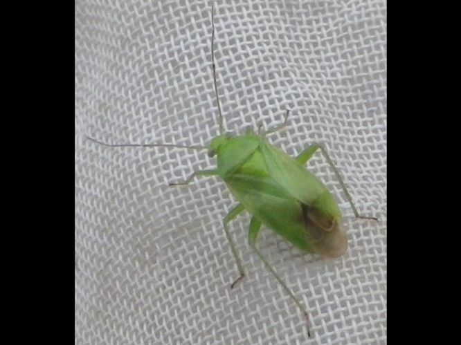 Apolygus lucorum &copy; HALLART Guénael