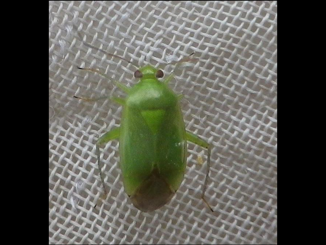 Apolygus spinolae &copy; HALLART Guénael