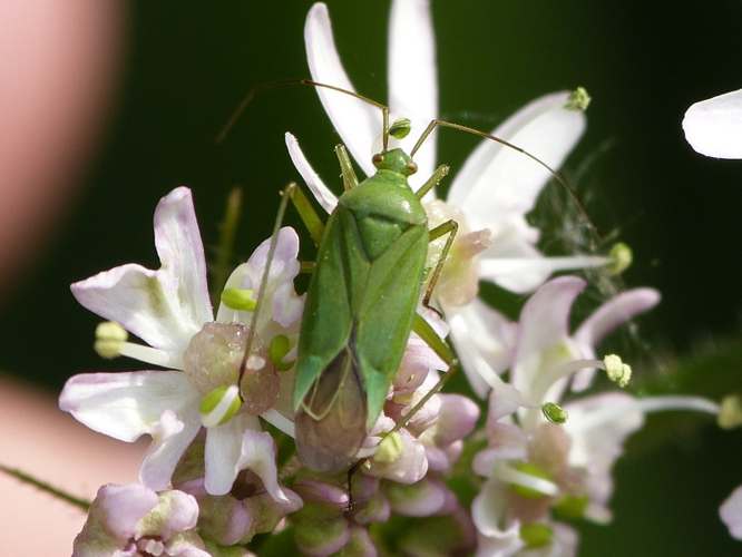 Calocoris affinis &copy; BARBIER Simon
