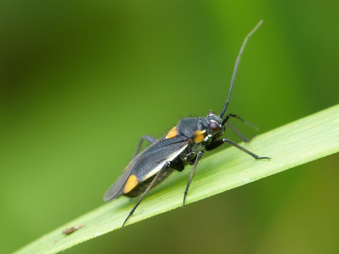 Capsodes gothicus &copy; BARBIER Simon