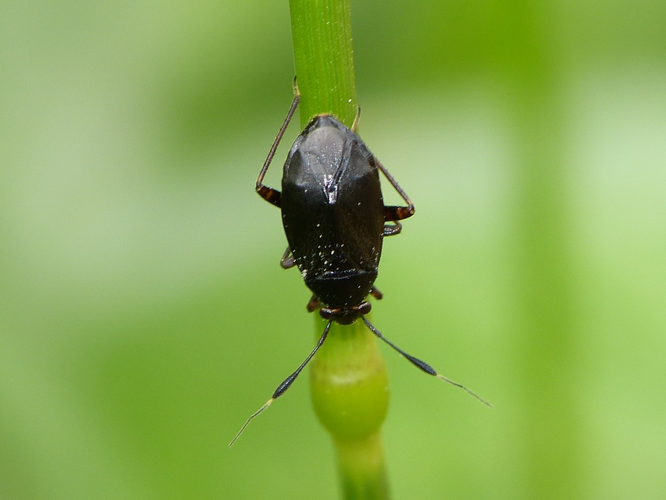 Capsus ater &copy; BARBIER Simon