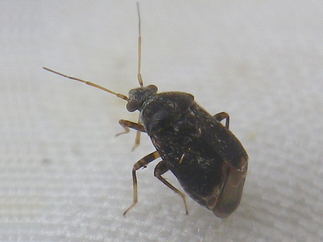 Charagochilus gyllenhalii &copy; HALLART Guénael