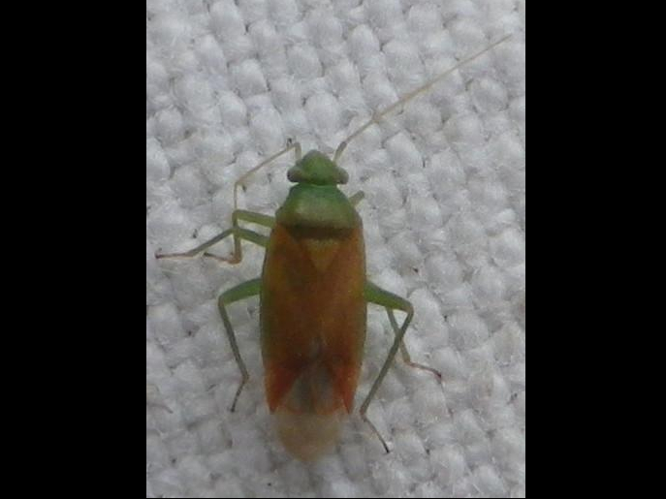 Dichrooscytus intermedius &copy; HALLART Guénael