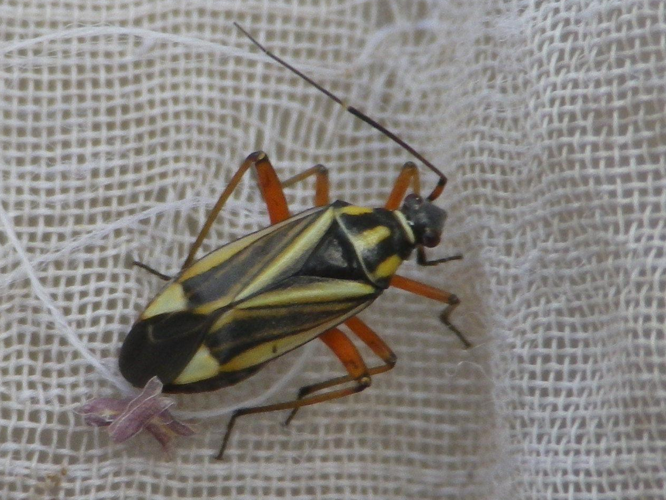 Hadrodemus m-flavum &copy; HALLART Guénael