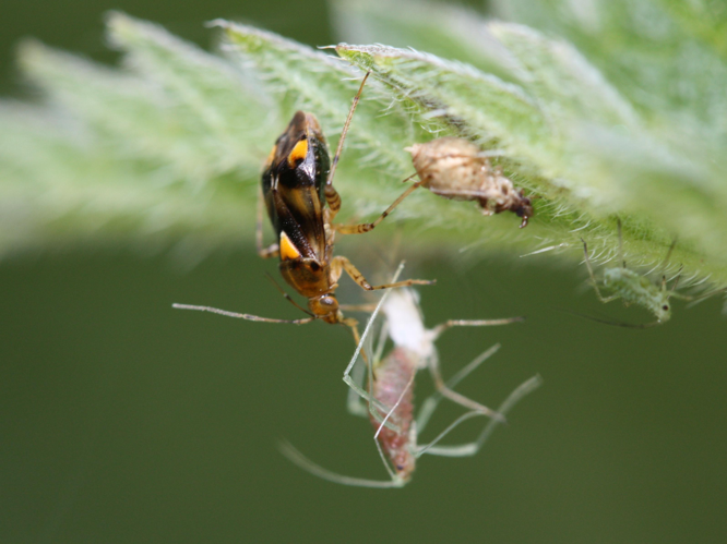 Liocoris tripustulatus &copy; LETHEVE Xavier