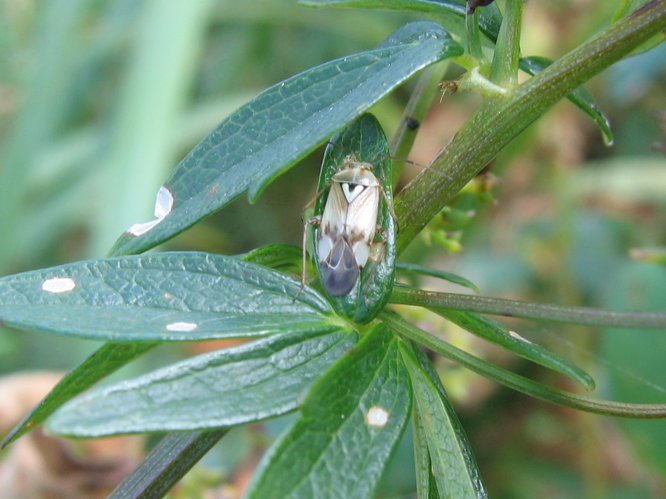 Lygus pratensis &copy; MAILLIER Sébastien