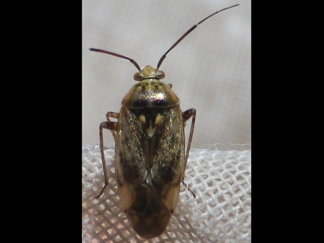 Lygus rugulipennis &copy; HALLART Guénael