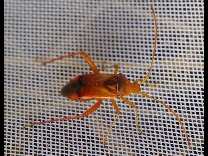 Megacoelum infusum &copy; HALLART Guénael