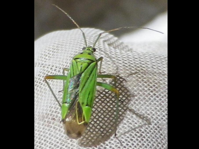 Mermitelocerus schmidtii &copy; HALLART Guénael