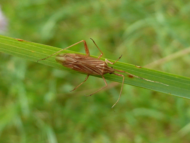 Miridius quadrivirgatus © MAILLIER Sébastien