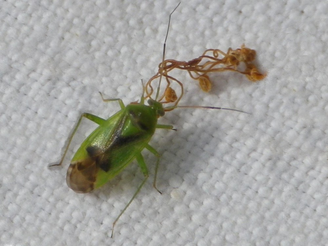 Neolygus viridis &copy; HALLART Guénael