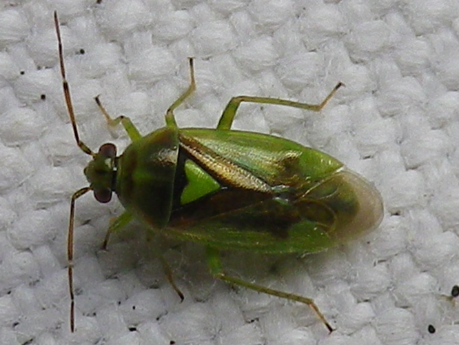 Orthops campestris &copy; HALLART Guénael