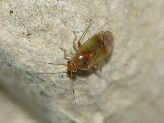 Pinalitus cervinus &copy; BARBIER Simon