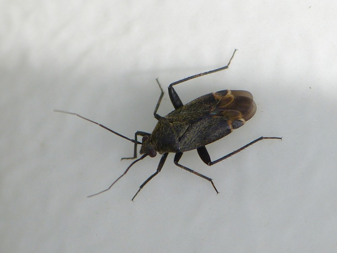 Polymerus nigrita &copy; BARBIER Simon