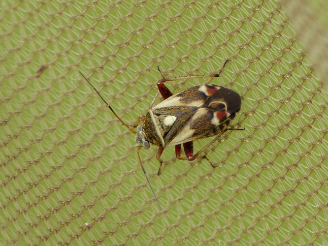 Polymerus unifasciatus &copy; BARBIER Simon
