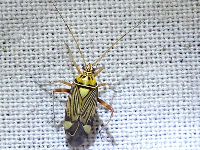 Rhabdomiris striatellus &copy; DEROZIER Carole