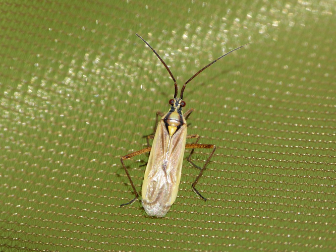 Leptopterna ferrugata &copy; BARBIER Simon