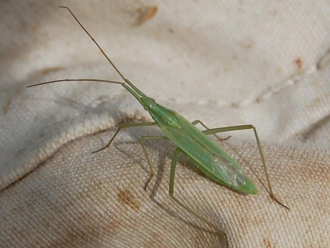 Megaloceroea recticornis &copy; VANSTEENE Nicolas