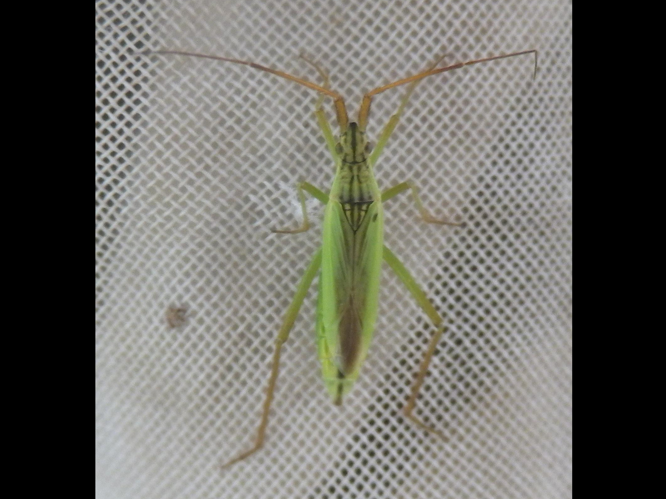 Notostira elongata &copy; HALLART Guénael