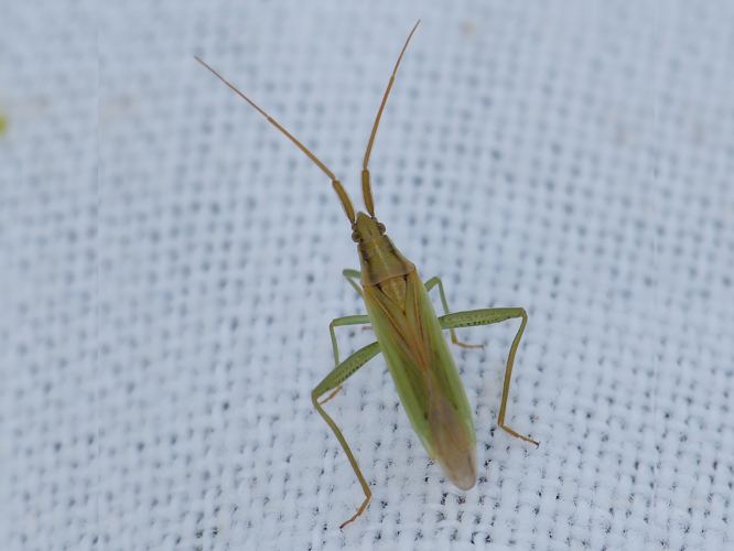 Stenodema laevigata &copy; BARBIER Simon