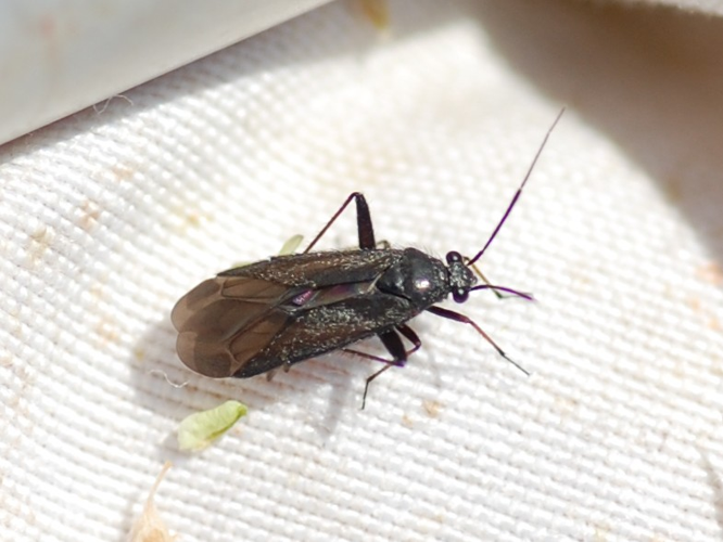 Orthocephalus saltator &copy; VANSTEENE Nicolas