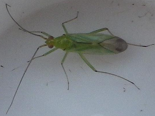 Blepharidopterus angulatus © HALLART Guénael