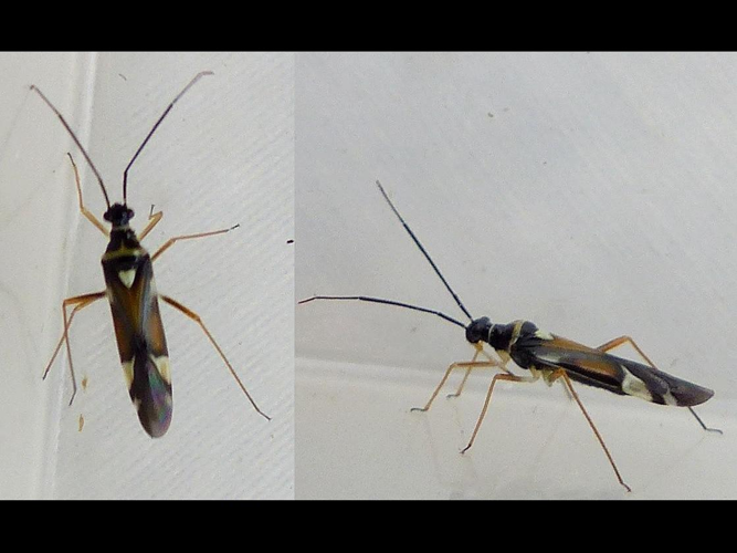 Cyllecoris histrionius &copy; DEROZIER Carole