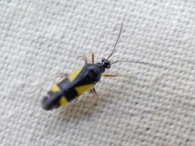 Dryophilocoris flavoquadrimaculatus &copy; DEROZIER Carole