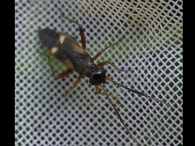 Globiceps flavomaculatus &copy; HALLART Guénael