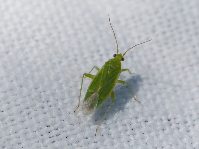 Orthotylus marginalis &copy; BARBIER Simon