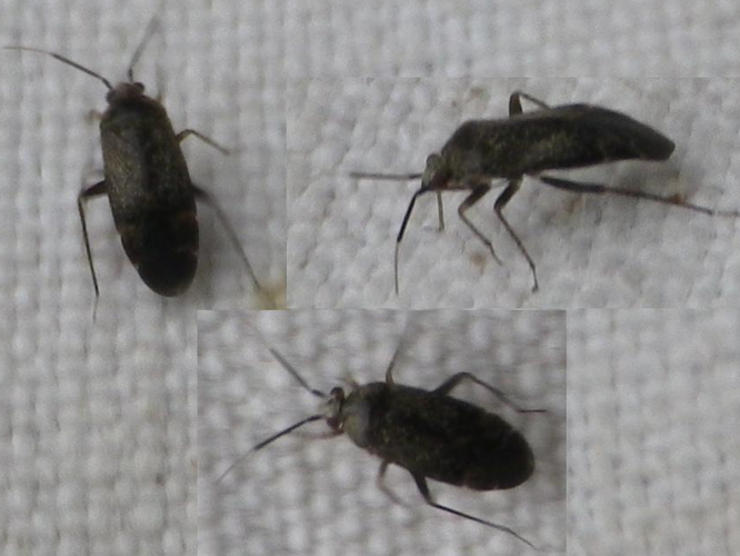 Atractotomus magnicornis &copy; HALLART Guénael